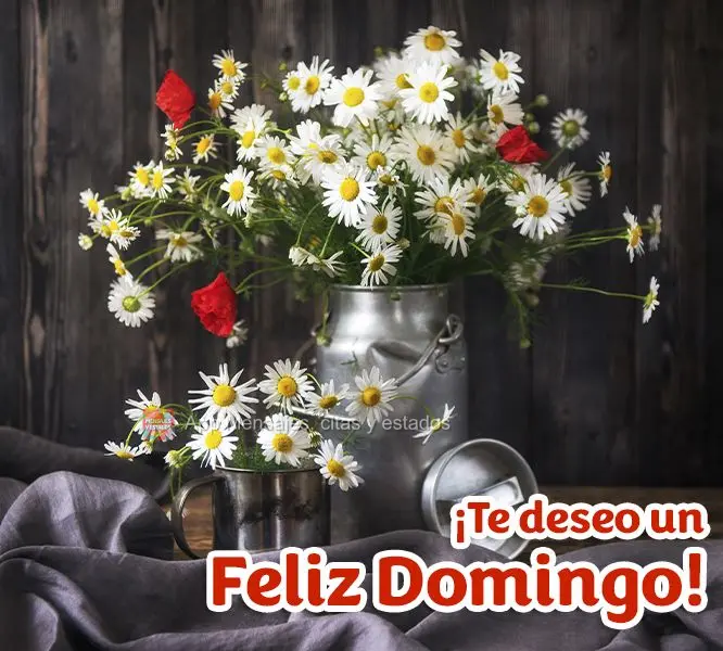 ¡Te deseo un feliz domingo!