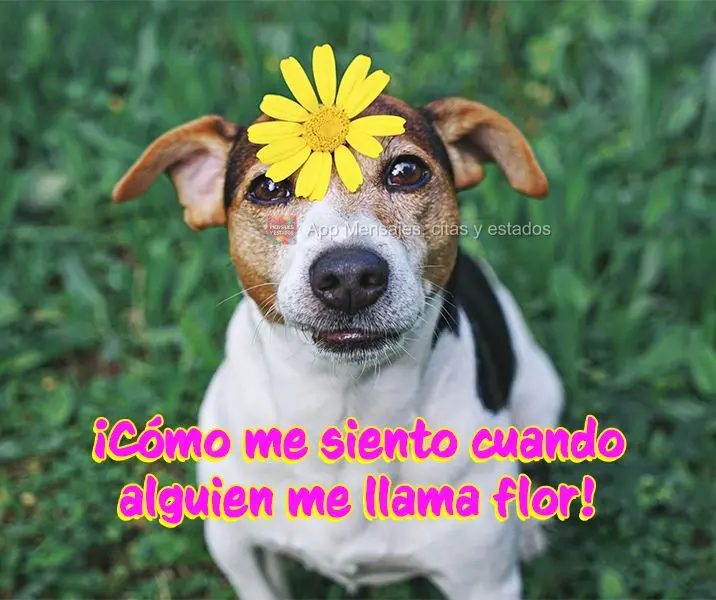 ¡Cómo me siento cuando alguien me llama flor!