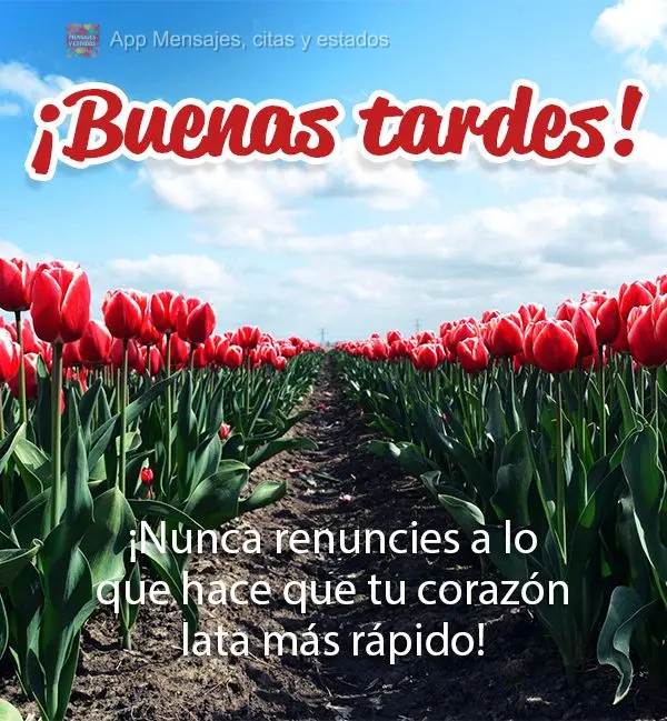 Nunca desista daquilo que faz bater mais forte o seu coração! Boa tarde! 