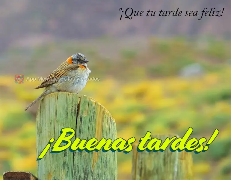 Que seja feliz a sua tarde! Boa tarde!