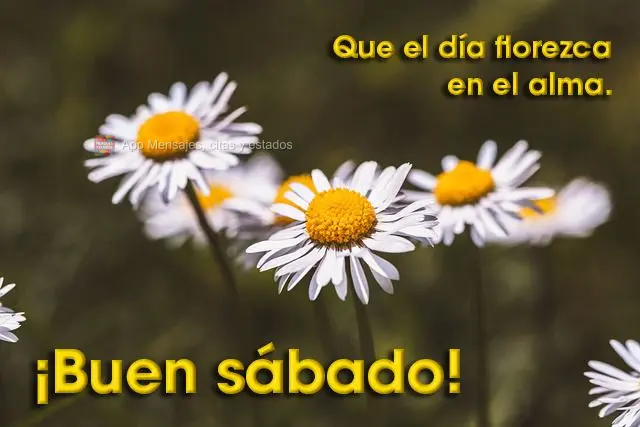 Que el día florezca en el alma. ¡Buen sábado!