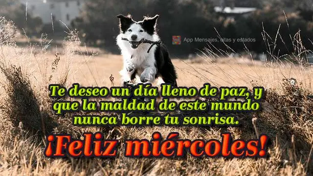 Te deseo un día lleno de paz, y que la maldad de este mundo nunca borre tu sonrisa. ¡Feliz miércoles!
