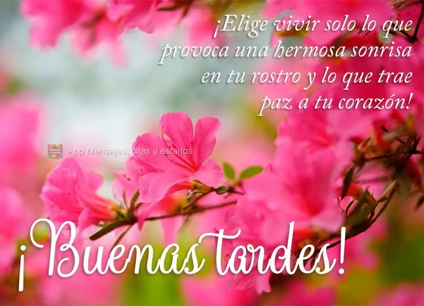 Escolha viver só aquilo que lhe causa um lindo sorriso no rosto e o que lhe trás paz para o coração! Boa tarde!