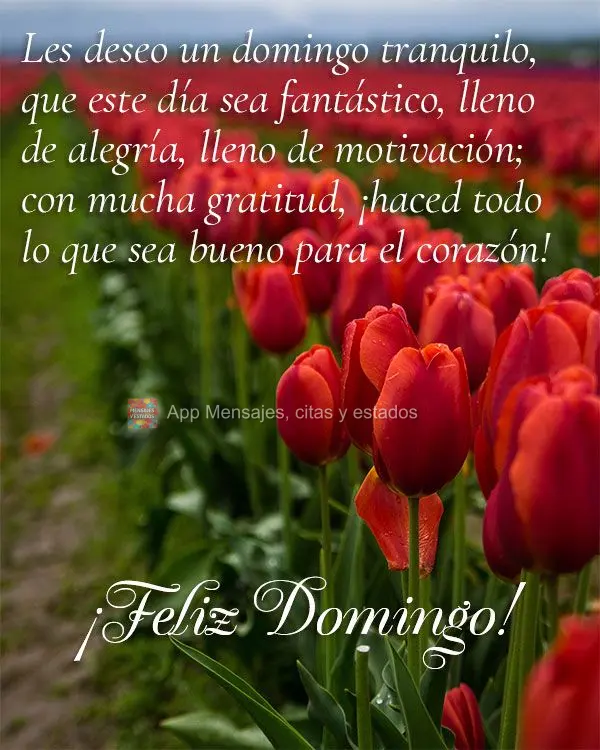 Les deseo un domingo tranquilo, que este día sea fantástico, lleno de alegría, lleno de motivación; con mucha gratitud, ¡haced todo lo que sea bueno...