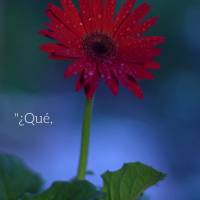 "Que diremos então a estas coisas? Se Deus é por nós, quem será contra nós?"  Romanos 8,31