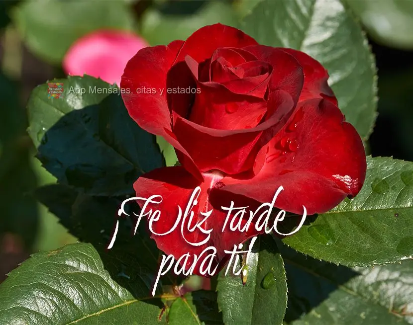 ¡Feliz tarde para ti!