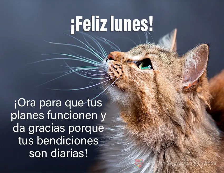 ¡Ora para que tus planes funcionen y da gracias porque tus bendiciones son diarias! ¡Feliz lunes!