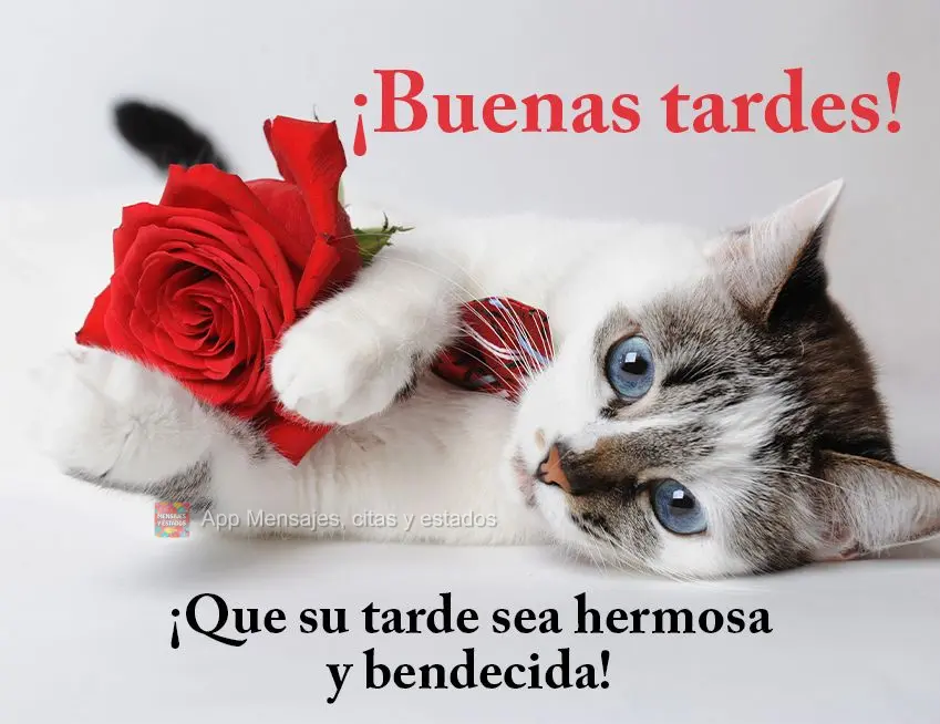 Que seja linda e abençoada a sua tarde! Boa tarde!