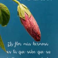 A flor mais bela é aquela que sabe que sua beleza vem da vontade de florescer! Boa tarde!