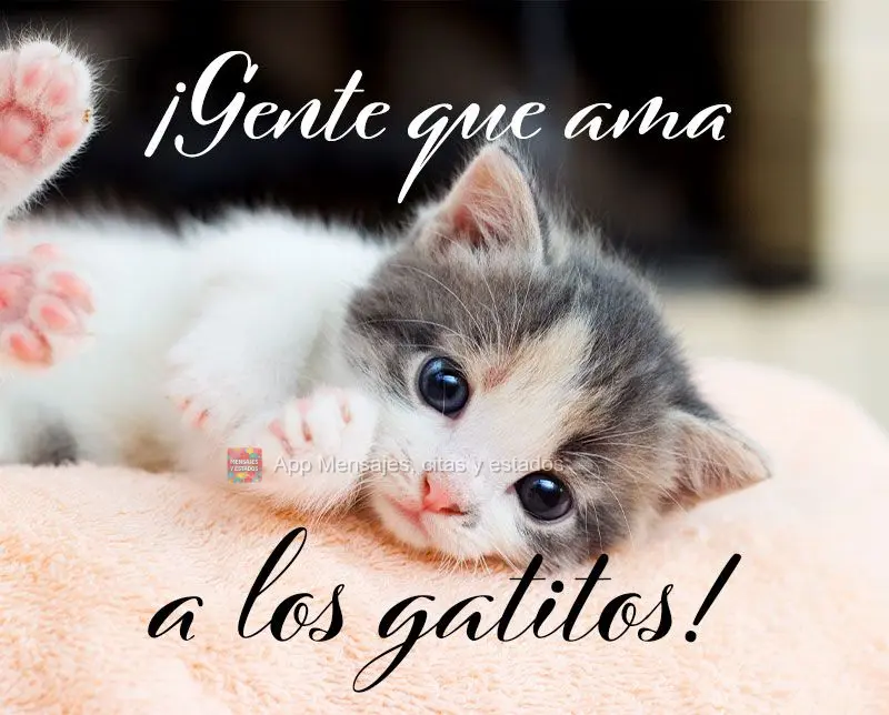 ¡Gente que ama a los gatitos!