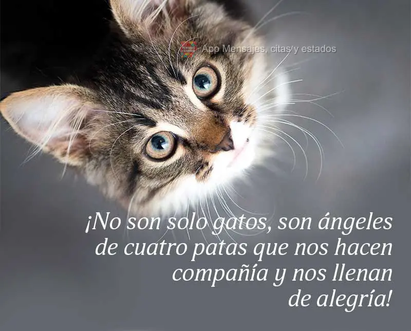 ¡No son solo gatos, son ángeles de cuatro patas que nos hacen compañía y nos llenan de alegría!