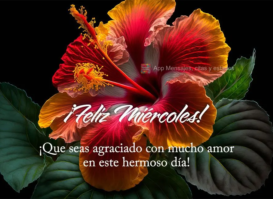 ¡Que seas agraciado con mucho amor en este hermoso día! ¡Feliz miércoles!