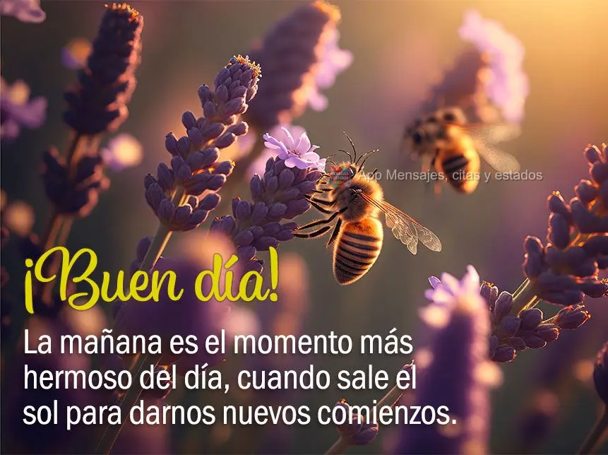 A manhã é o momento mais bonito do dia, quando o sol surge para nos dar novos começos. Bom dia!