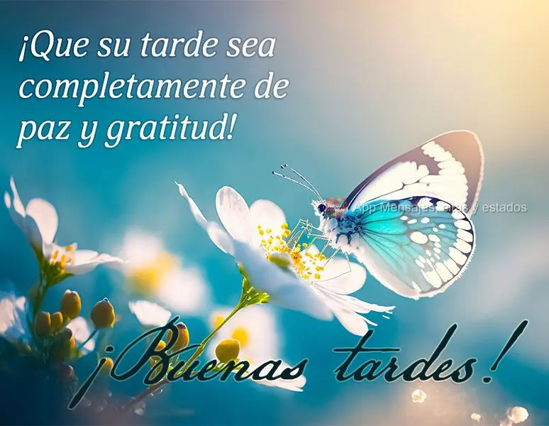 Que a sua tarde seja inteiramente de paz e gratidão!  Feliz tarde!