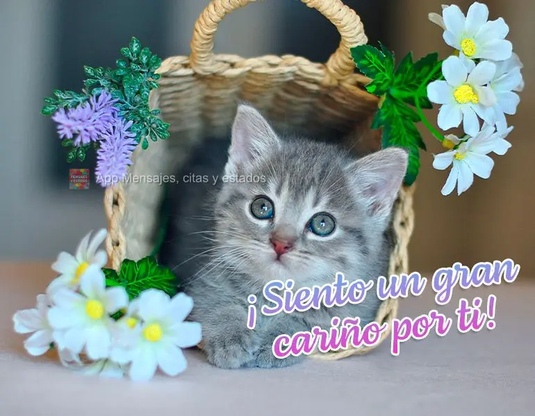 ¡Siento un gran cariño por ti!
