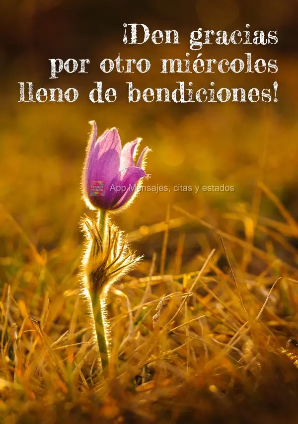 ¡Den gracias por otro miércoles lleno de bendiciones!