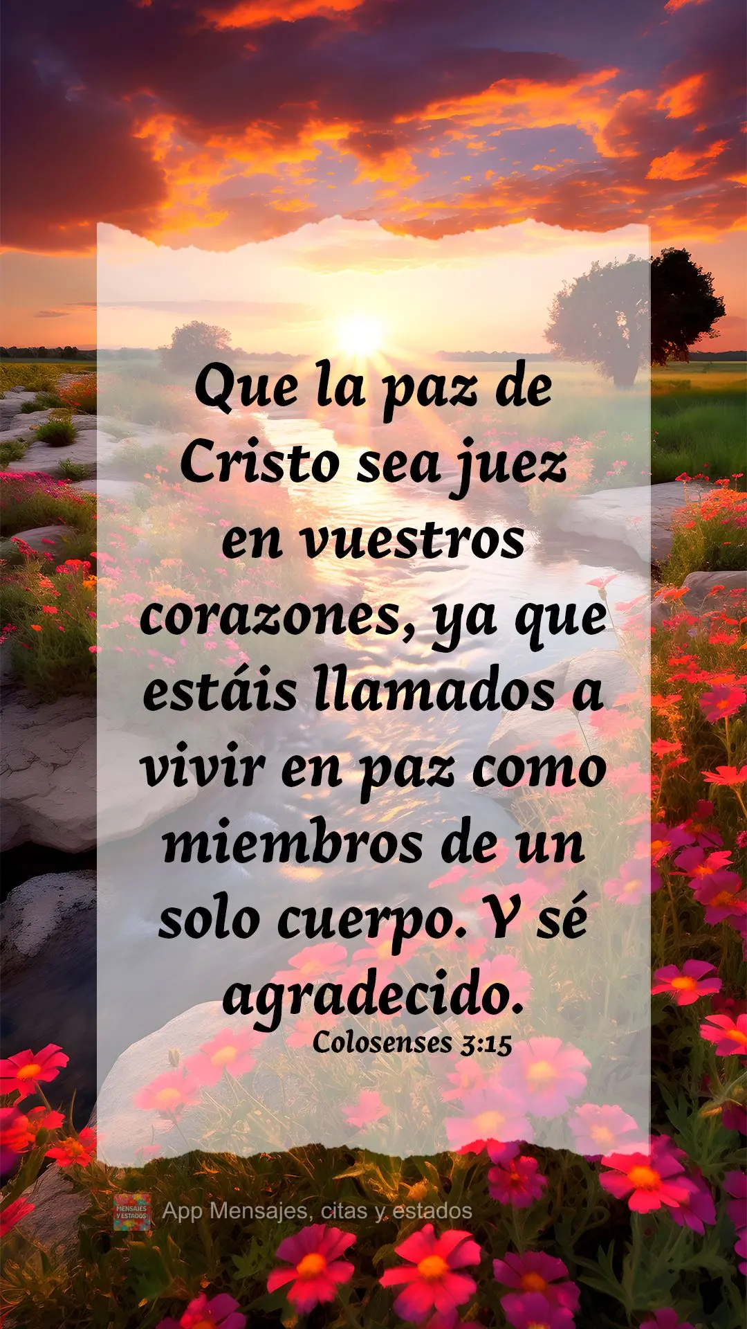 Que la paz de Cristo sea juez en vuestros corazones, ya que estáis llamados a vivir en paz como miembros de un solo cuerpo. Y sé agradecido. Colosenses...