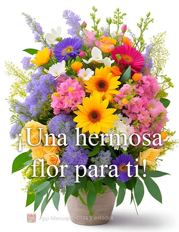 Uma linda flor para você!