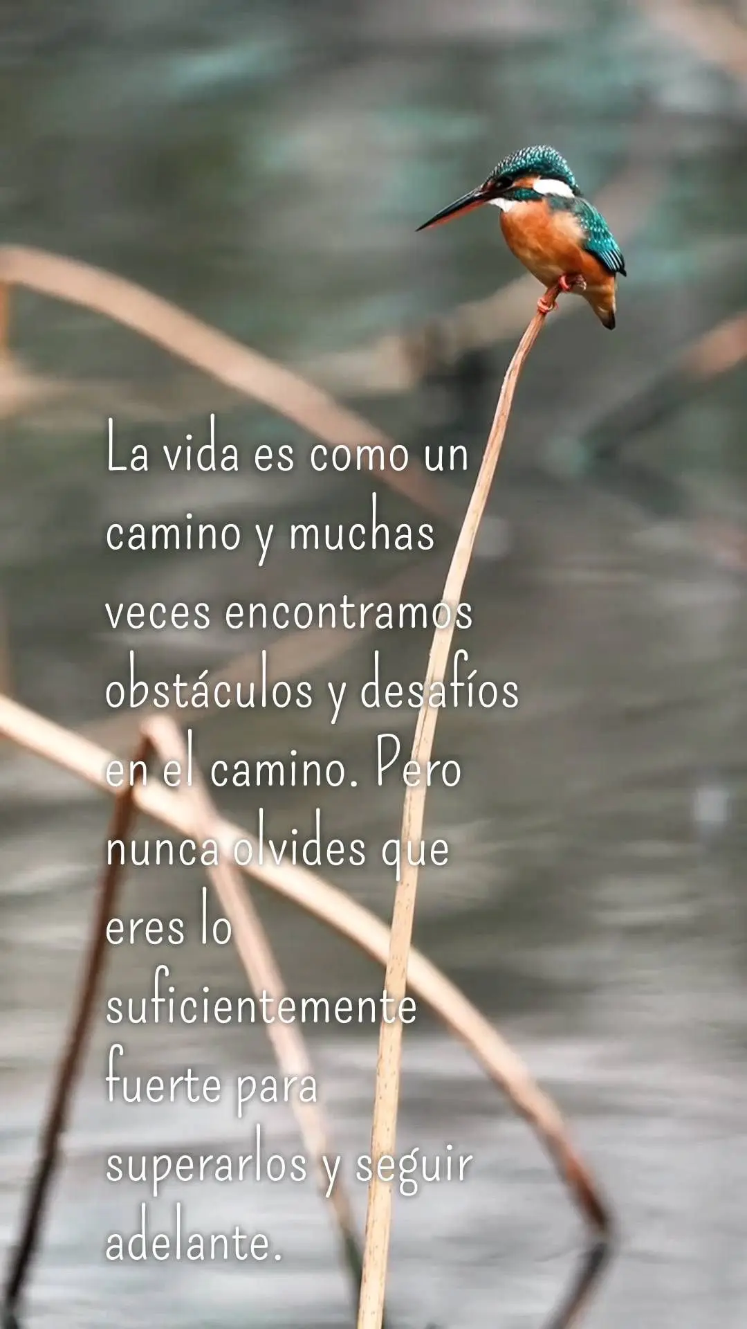 A vida é como uma estrada e, muitas vezes, encontramos obstáculos e desafios pelo caminho. Mas nunca esqueça que você é forte o suficiente para supe...