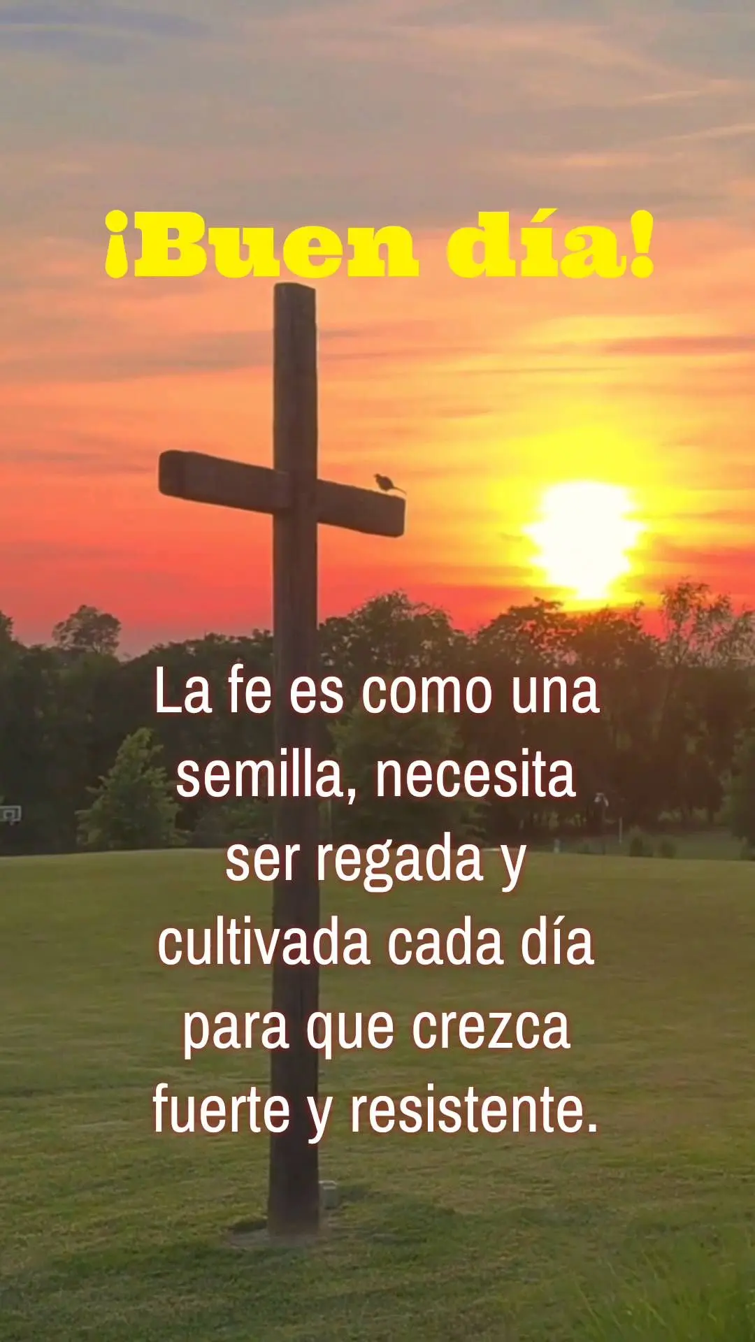 A fé é como uma semente, precisa ser regada e cultivada todos os dias para crescer forte e resistente.  Bom dia!