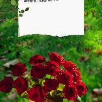 Comece o seu dia com um coração agradecido e uma mente cheia de fé. Acredite que Deus tem planos maravilhosos para você e confie que Ele sempre estar...