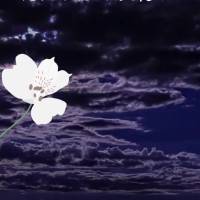 Que Deus te abençoe com um sono tranquilo e te guie em seus sonhos. Boa noite!