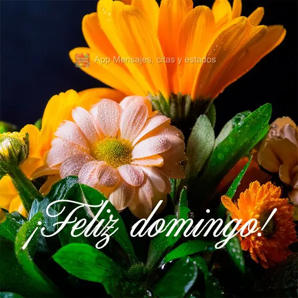 ¡Feliz domingo!