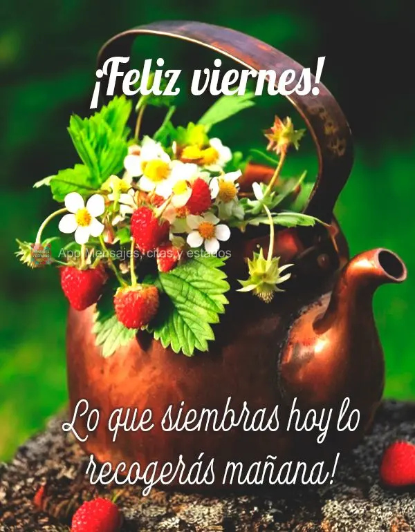 O que você planta hoje, colherá amanhã. Feliz Sexta-feira!