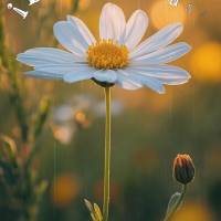 O universo conspira a favor dos corajosos. Dê o primeiro passo, mesmo com medo. Bom dia! 