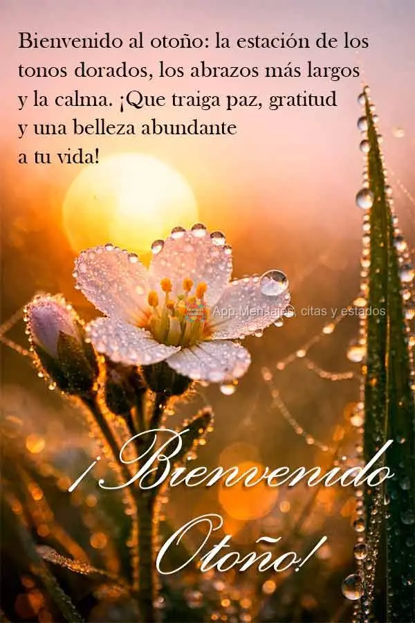 Bem-vindo ao outono — a estação das cores douradas, dos abraços mais longos e do coração mais tranquilo. Que ela traga paz, gratidão e muita bele...