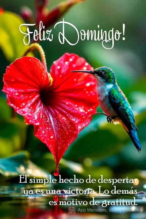 Acordar já é uma vitória. O resto é gratidão. Feliz Domingo!