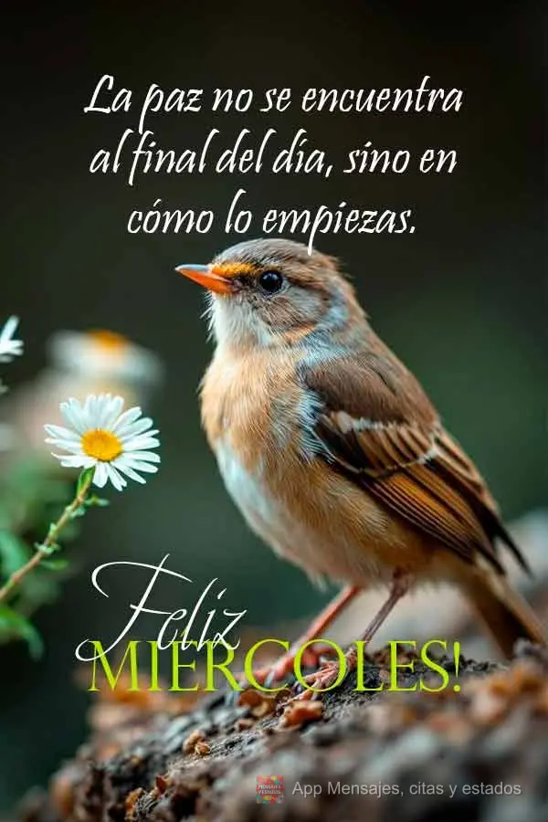 A paz não está no fim do dia. Está na forma como você começa. Feliz Quarta-feira!