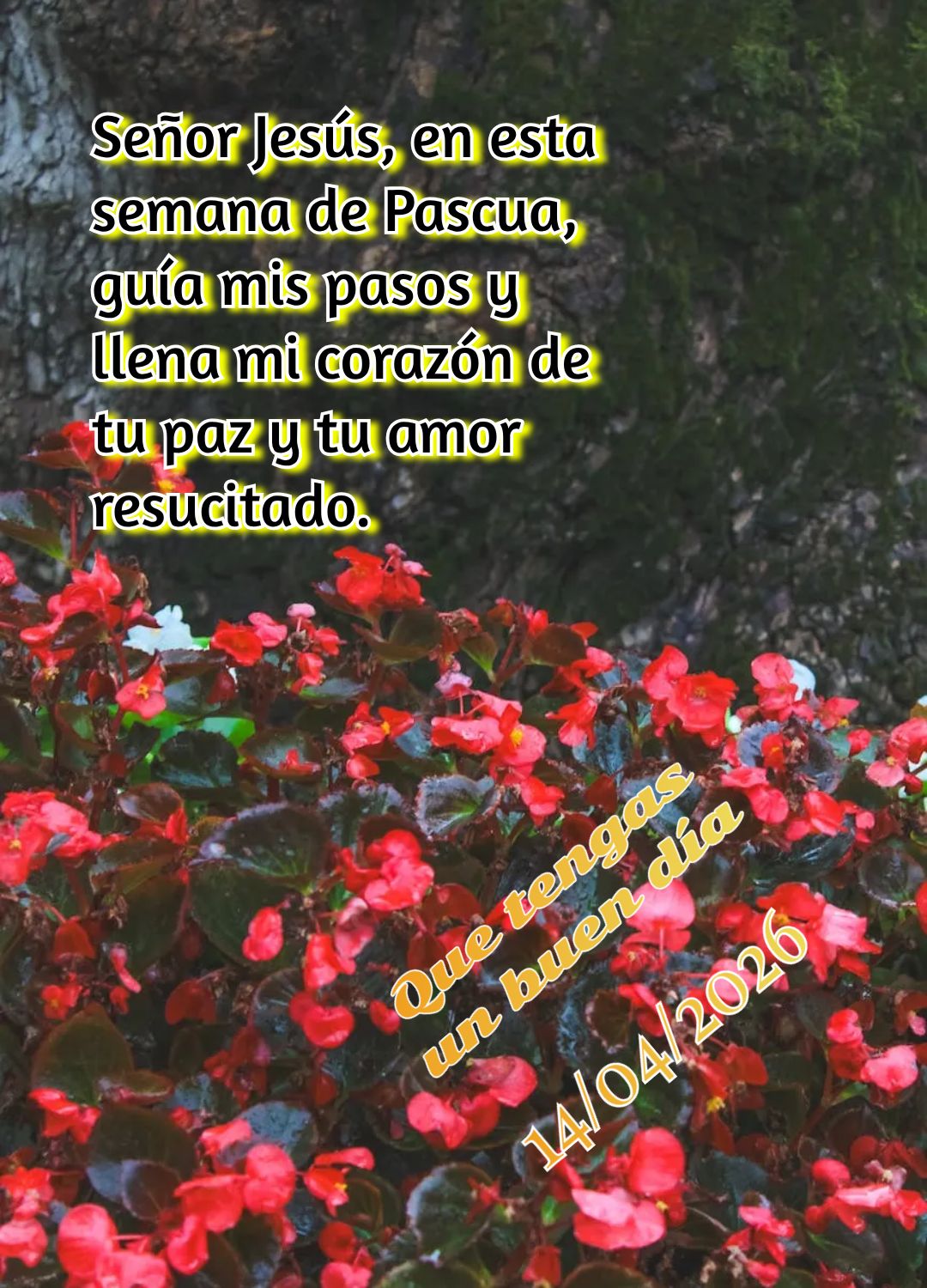 Que a graça do Cristo ressurreto abençoe sua vida, sua casa e cada pessoa que você ama. Feliz Páscoa! Tenha um bom dia