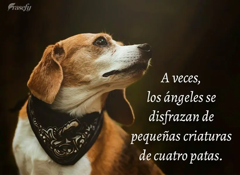 A veces, los ángeles se disfrazan de pequeñas criaturas de cuatro patas.