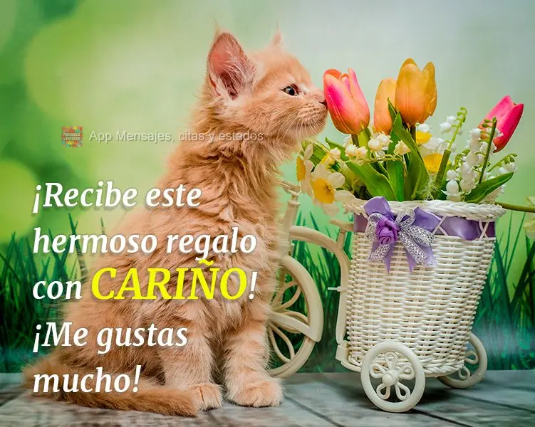 ¡Recibe este hermoso regalo con cariño! ¡Me gustas mucho!