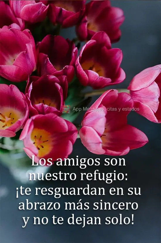 Los amigos son nuestro refugio: ¡te resguardan en su abrazo más sincero y no te dejan solo!