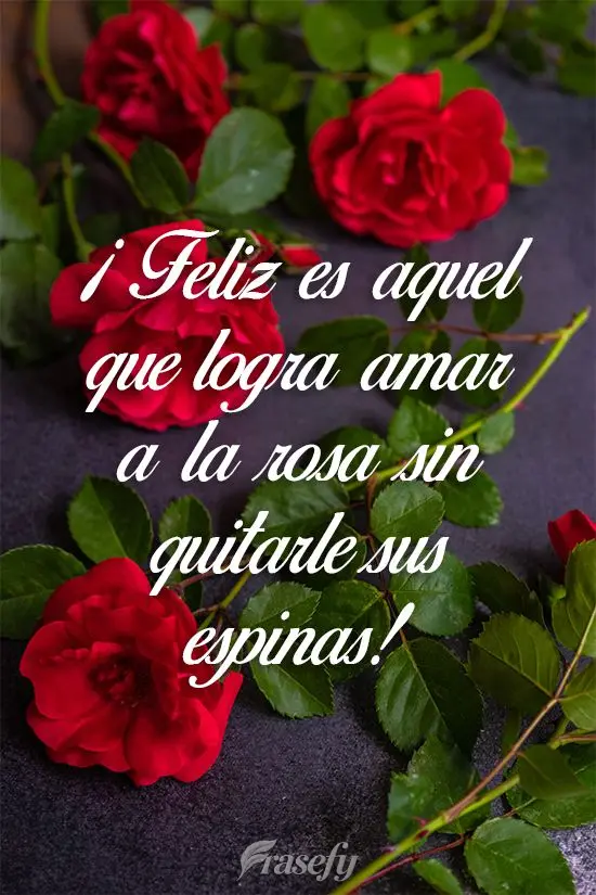 Feliz é aquele que consegue amar a rosa sem tirar seus espinhos!

