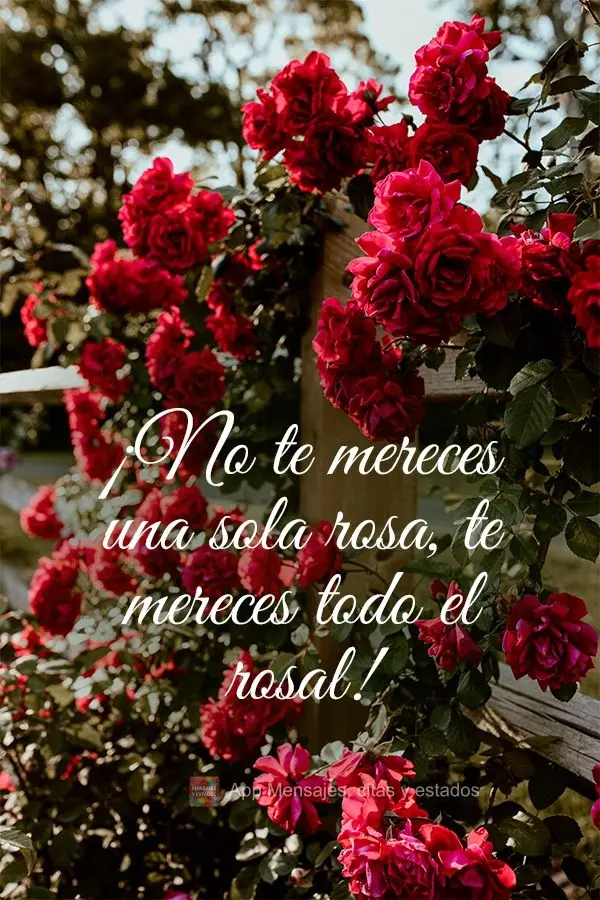 ¡No te mereces una sola rosa, te mereces todo el rosal!