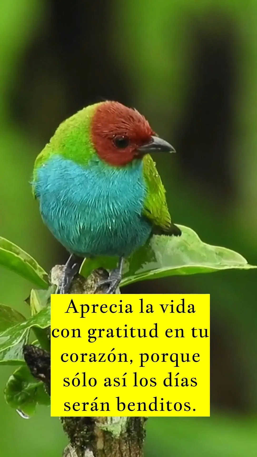 Aprecia la vida con gratitud en tu corazón, porque sólo así los días serán benditos.