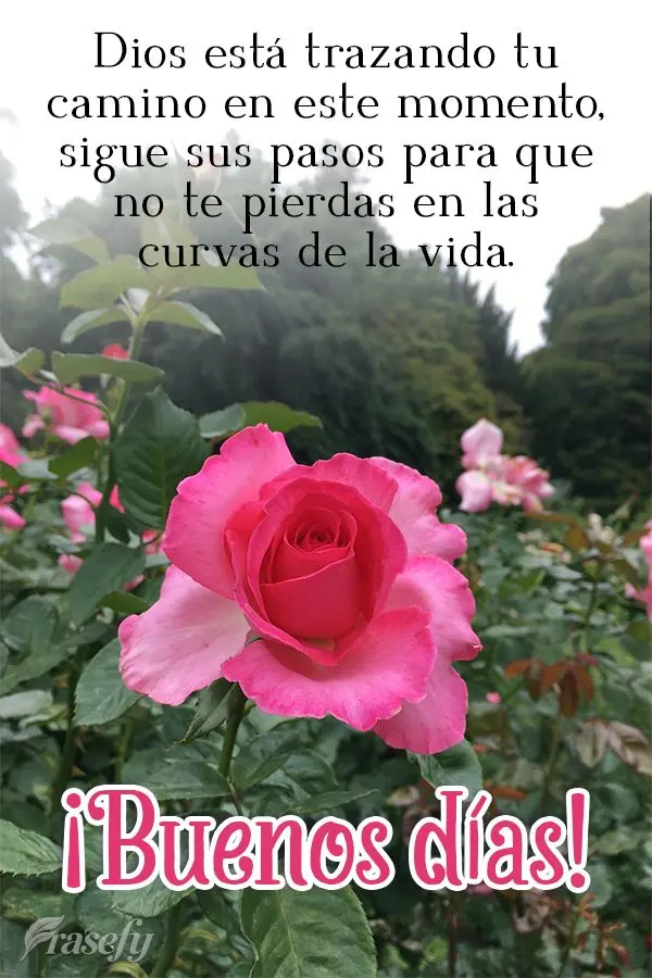 Dios está trazando tu camino en este momento, sigue sus pasos para que no te pierdas en las curvas de la vida. ¡Buenos días!