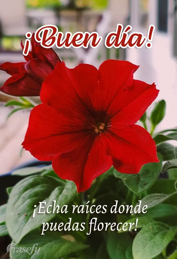 ¡Echa raíces donde puedas florecer! ¡Buen día!