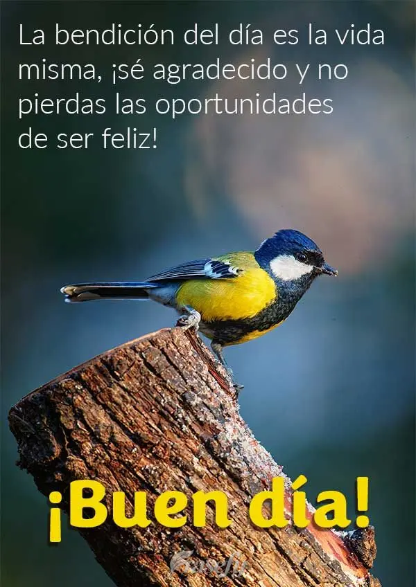 La bendición del día es la vida misma, ¡sé agradecido y no pierdas las oportunidades de ser feliz! ¡Buen día!