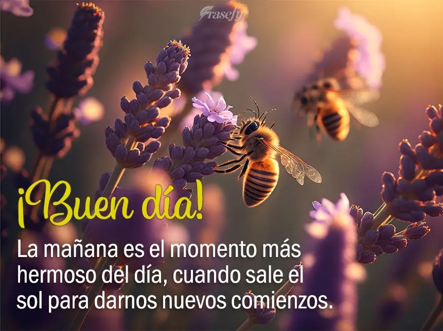 La mañana es el momento más hermoso del día, cuando sale el sol para darnos nuevos comienzos. ¡Buen día!