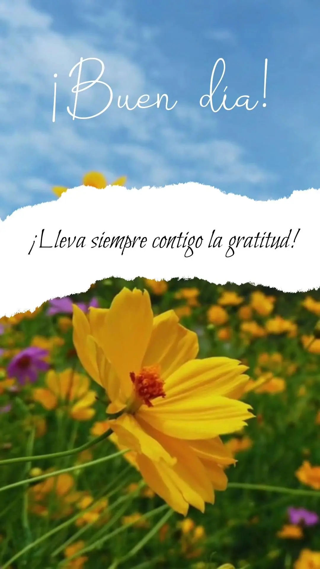 ¡Lleva siempre contigo la gratitud! ¡Buen día!