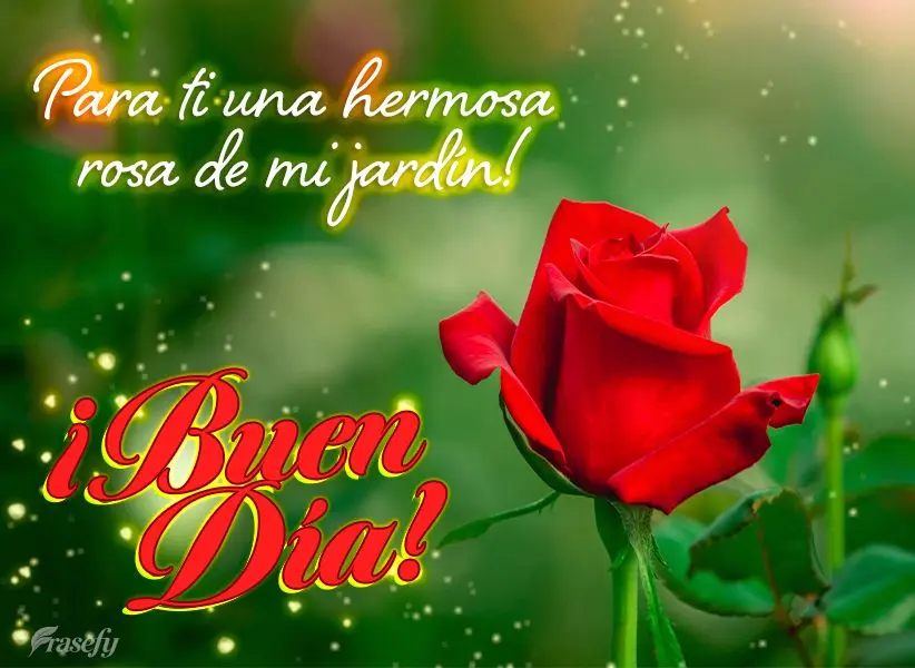 Para ti una hermosa rosa de mi jardín! ¡Buen día!