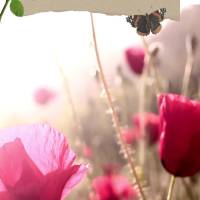 ¡Que esta hermosa mañana tenga sentimientos de esperanza y felicidad para que nuestro corazón se llene de fe y la vida de bendiciones! ¡Buen día!