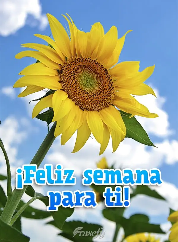 ¡Feliz semana para ti!