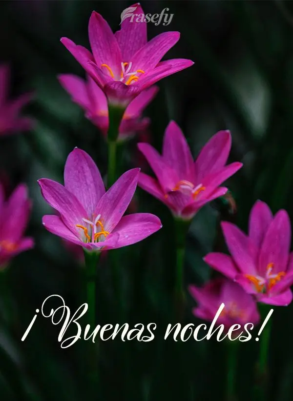 ¡Buenas noches!