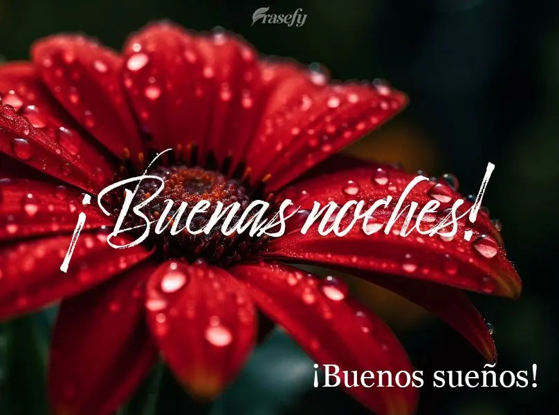 ¡Buenas noches! ¡Buenos sueños!