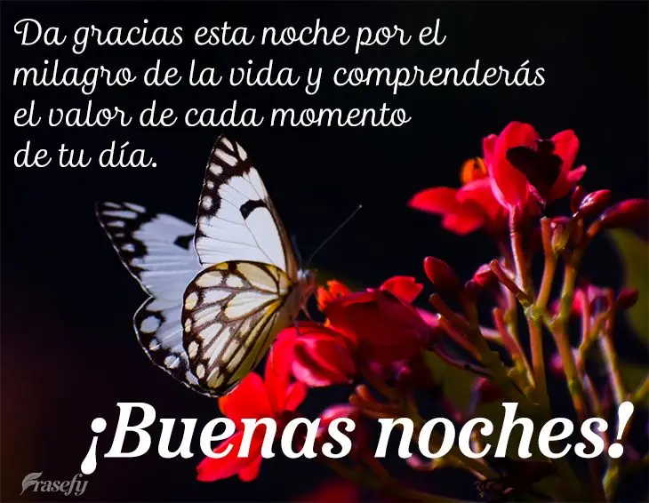Da gracias esta noche por el milagro de la vida y comprenderás el valor de cada momento de tu día. ¡Buenas noches!